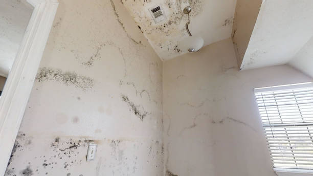 Best Mold Remediation for Healthcare Facilities  in Columbus Junction, IA