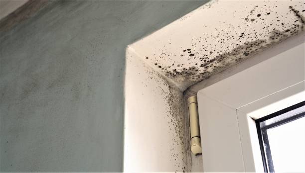 Best Asbestos and Lead Testing During Mold Inspection  in Columbus Junction, IA