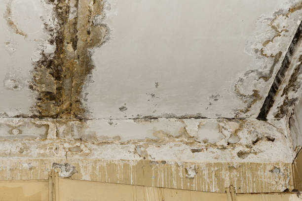 Best Crawl Space Mold Remediation  in Columbus Junction, IA