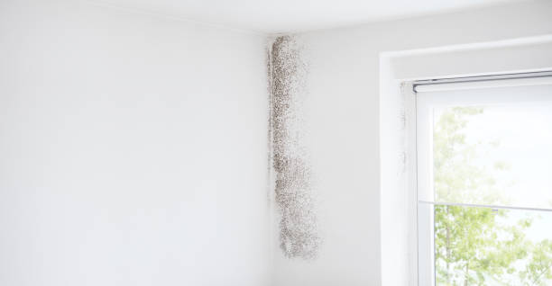 Mold Remediation for Vacation Homes in Columbus Junction, IA