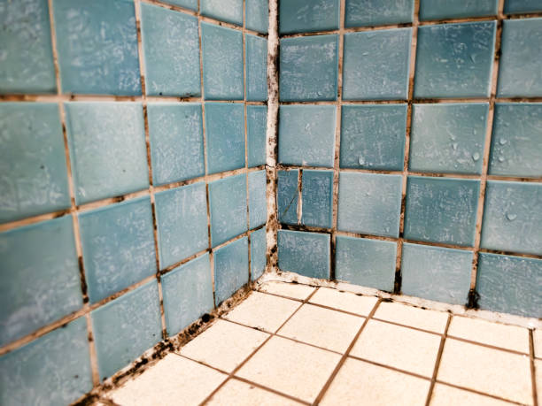 Trusted Columbus Junction, IA Mold Removal Experts
