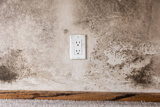 Best Mold Prevention Services  in Columbus Junction, IA