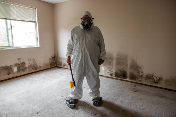 Best Black Mold Removal  in Columbus Junction, IA