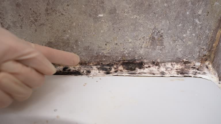 Best Mold Documentation for Insurance Claims  in Columbus Junction, IA